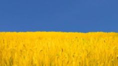 '파란 하늘 노란 밀밭' 우크라 국기가 흔들리면…세계 식량위기