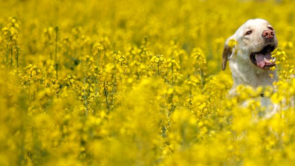 [포토타임] 반포한강공원 서래섬에 만개한 노란 유채꽃