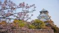 일본 가면 벚꽃 보러 가는 '이 곳'…이제 입장료 2배 오른다