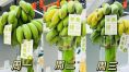 '녹색 바나나' 사무실 두는 中직장인들…하루 40t 팔린다, 왜