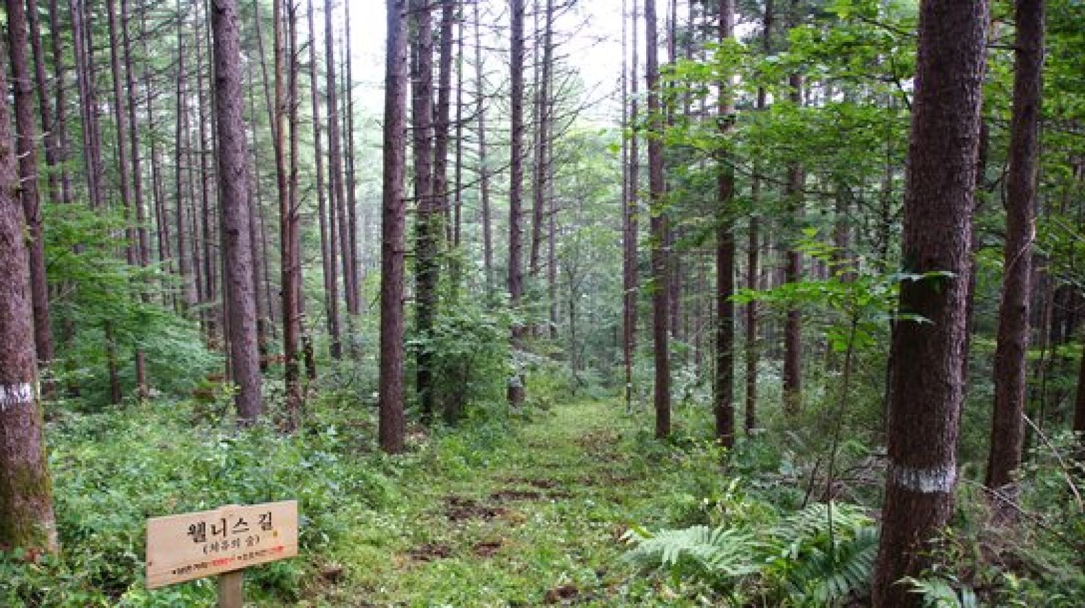 '도깨비' 전나무 숲길 산책후 바비큐 파티…숲캉스 100% 즐기는 법