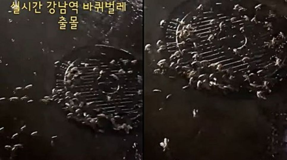 강남역 맨홀서 바퀴벌레떼 수십마리 '우르르'…공포의 동영상